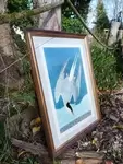 Arctic Tern Lithograph 20th Century