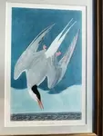 Arctic Tern Lithograph 20th Century