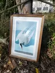 Arctic Tern Lithograph 20th Century