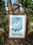 Arctic Tern Lithograph 20th Century