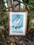 Arctic Tern Lithograph 20th Century