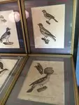 LOT Old lithography ornithology