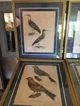 LOT Old lithography ornithology