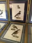 LOT Old lithography ornithology