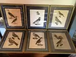 LOT Old lithography ornithology