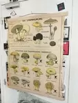 Old mushroom school poster