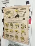 Old mushroom school poster