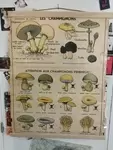 Old mushroom school poster