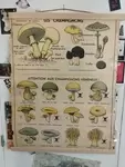 Old mushroom school poster