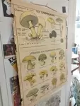 Old mushroom school poster